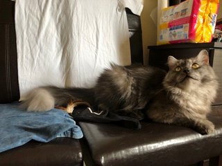 Grey - Maine Coon + Persian Cat