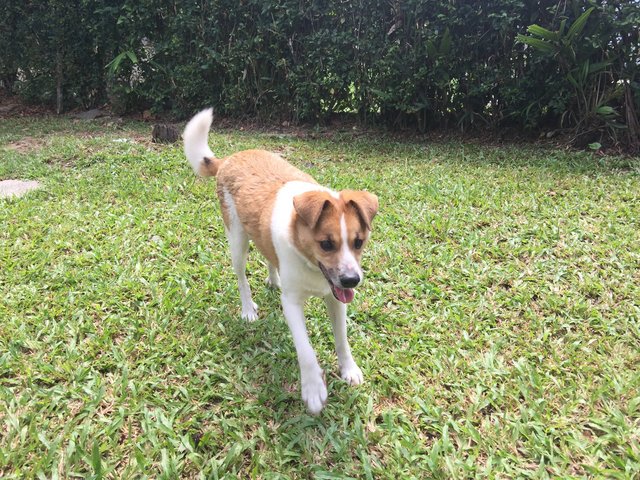 Elvis - Rat Terrier Mix Dog