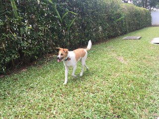 Elvis - Rat Terrier Mix Dog