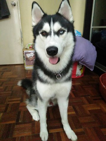 Timber - Siberian Husky Dog