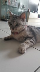 Pratchett11 - American Shorthair Cat