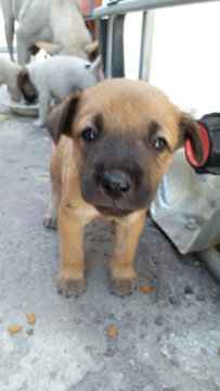 Hi-5 Puppies - Mixed Breed Dog