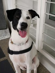 Leia - Dalmatian Mix Dog