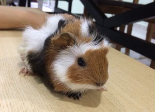 PF87620 - Guinea Pig Small & Furry