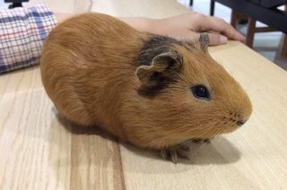 PF87620 - Guinea Pig Small & Furry