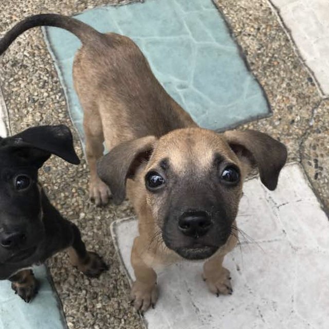 7 Puppies &lt;3 - Mixed Breed Dog