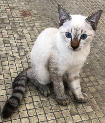 Cookie - Domestic Short Hair + Persian Cat