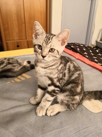 American Shorthair Kittens - American Shorthair Cat