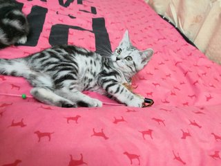 American Shorthair Kittens - American Shorthair Cat