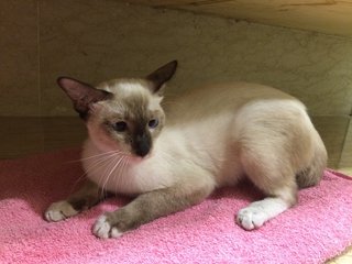 (Urgent) Cross-eyed - Siamese + Domestic Short Hair Cat