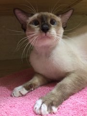 (Urgent) Cross-eyed - Siamese + Domestic Short Hair Cat