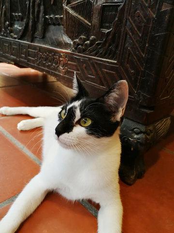 Lucky Oreo (Lux)  - Domestic Short Hair Cat