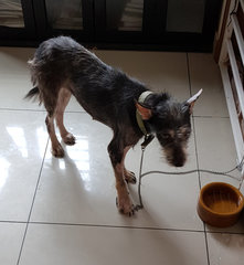 Samantha - Schnauzer + Terrier Dog