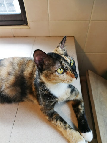 Comot - Domestic Short Hair Cat