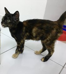 Pepper - Domestic Short Hair Cat