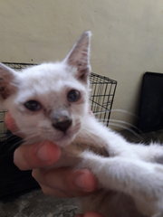 Mixed Siamese  - Siamese + Oriental Short Hair Cat