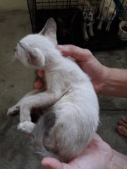 Mixed Siamese  - Siamese + Oriental Short Hair Cat