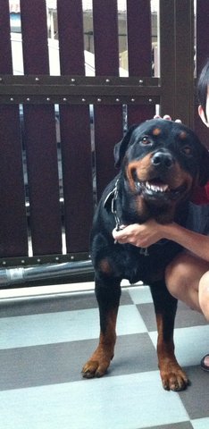 Lucky - Rottweiler Dog