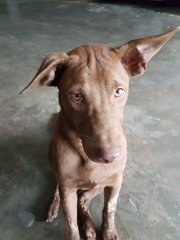 Cocoa - Labrador Retriever Mix Dog