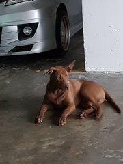 Cocoa - Labrador Retriever Mix Dog