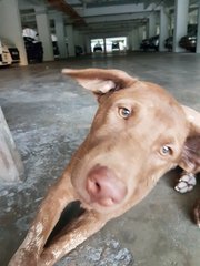 Cocoa - Labrador Retriever Mix Dog