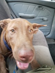 Cocoa - Labrador Retriever Mix Dog