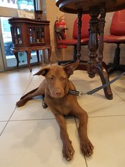 Cocoa - Labrador Retriever Mix Dog