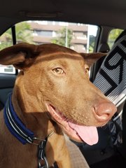 Cocoa - Labrador Retriever Mix Dog