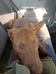 Cocoa - Labrador Retriever Mix Dog