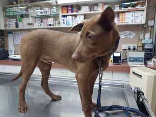 Cocoa - Labrador Retriever Mix Dog