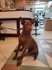 Cocoa - Labrador Retriever Mix Dog