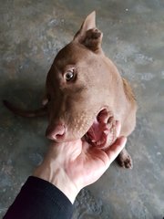 Cocoa - Labrador Retriever Mix Dog