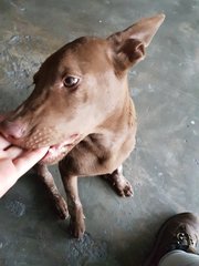 Cocoa - Labrador Retriever Mix Dog