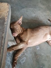 Cocoa - Labrador Retriever Mix Dog