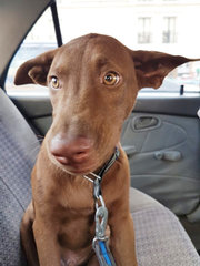 Cocoa - Labrador Retriever Mix Dog