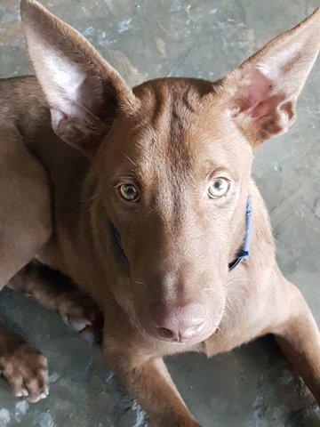 Cocoa - Labrador Retriever Mix Dog