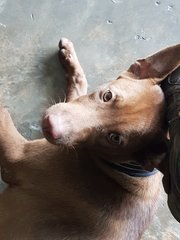 Cocoa - Labrador Retriever Mix Dog