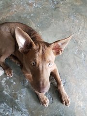 Cocoa - Labrador Retriever Mix Dog