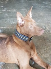 Cocoa - Labrador Retriever Mix Dog