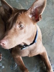 Cocoa - Labrador Retriever Mix Dog