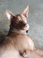 Cocoa - Labrador Retriever Mix Dog