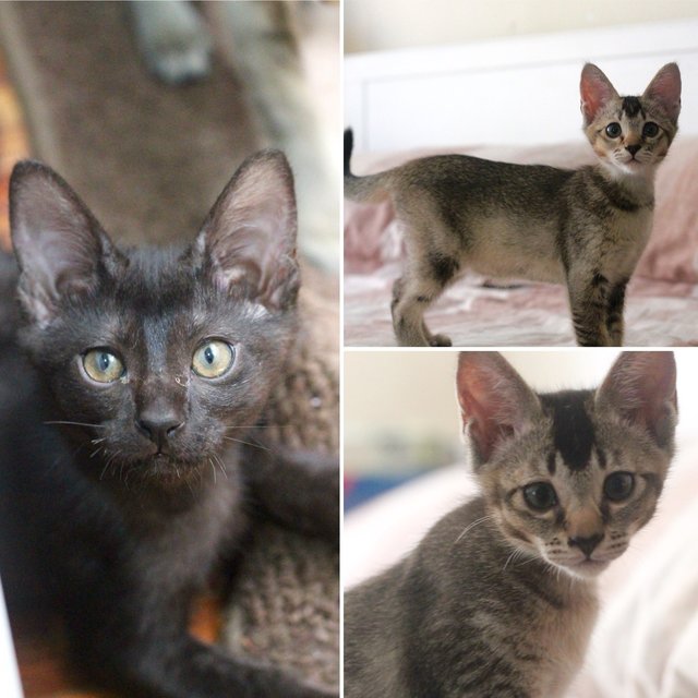 Cardi, T'challa &amp; Paperboy - Domestic Short Hair Cat