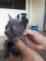 Russian Blue - Russian Blue + Oriental Short Hair Cat