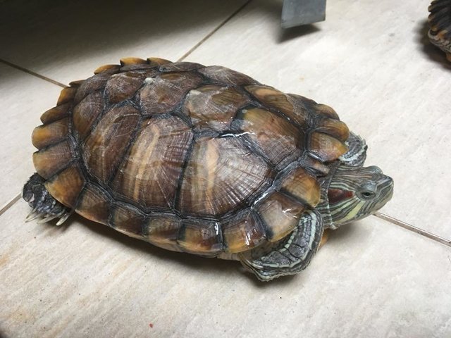 PF87713 - Tortoise Reptile