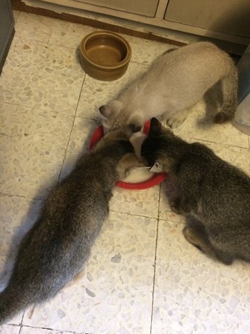 Snowy, Brownie, Smoky - Domestic Short Hair Cat