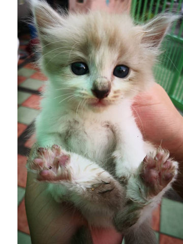 1 Month Old Kittens - Tabby Cat