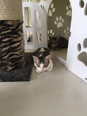 Kittens (Adopt In Pair Only) - Domestic Short Hair Cat