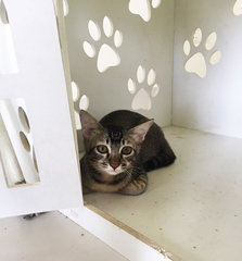 Kittens (Adopt In Pair Only) - Domestic Short Hair Cat