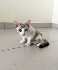 Kittens (Adopt In Pair Only) - Domestic Short Hair Cat