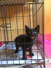 Black Panther For Free Adoption - Domestic Short Hair Cat